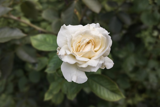 Zbliżenie na piękny kwiat róży w ogrodzie