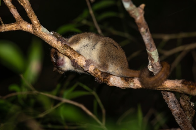 Zbliżenie na piękny lemur w przyrodzie