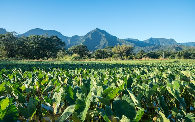 Zbliżenie na plany Taro w dolinie Hanalei z górami Na Pali w Kauai