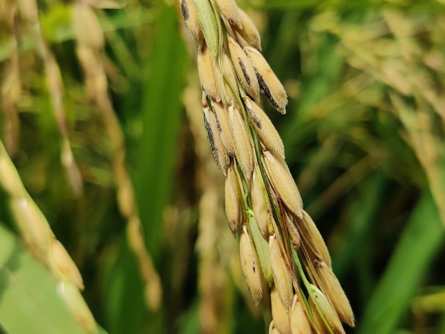 Zbliżenie na pole ryżowe z pęczkiem pszenicy w tle.