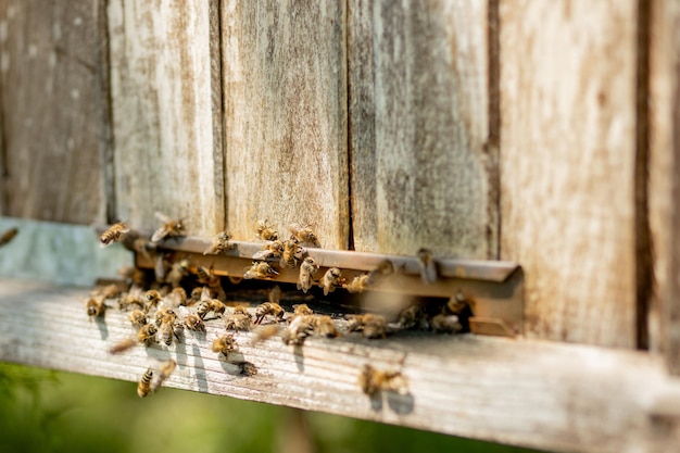 Zbliżenie na pracujące pszczoły przynoszące pyłek kwiatowy do ula na łapach Miód jest produktem pszczelarskim Miód pszczeli zbiera się w pięknych żółtych plastrach miodu