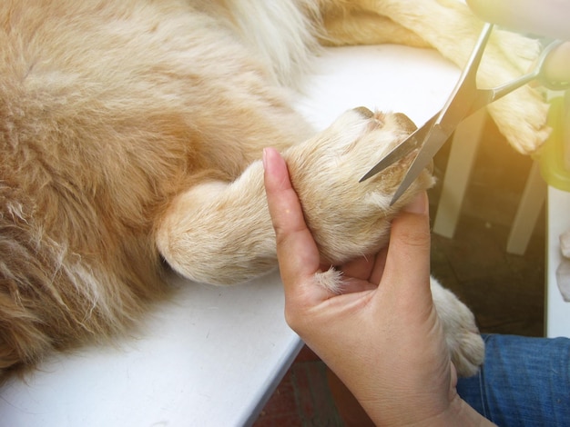 Zbliżenie na psa golden retrievera leżącego i obcinającego włosy