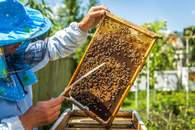 Zbliżenie na pszczelarza eksploracji plastra miodu na zewnątrz