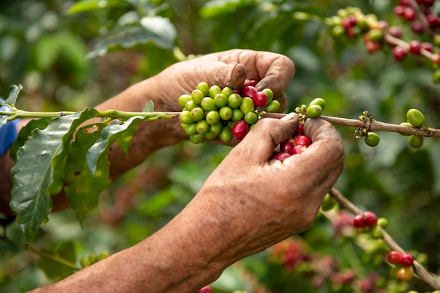 Zbliżenie na ręce hodowcy kawy arabica zbierającego ziarna rośliny na jego farmie w Kolumbii