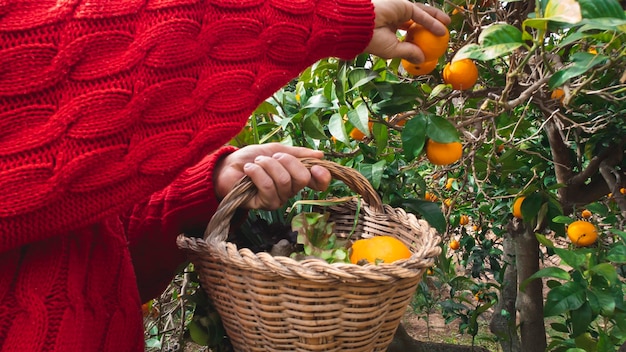 Zbliżenie Na Ręce Rolnika Zbierającego Pomarańcze Z Wiklinowym Koszem W Gaju Pomarańczowym