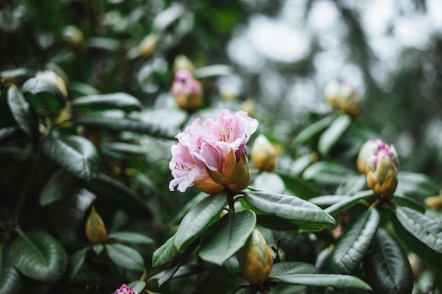 Zbliżenie na rododendronową roślinę z pięknym bokeh