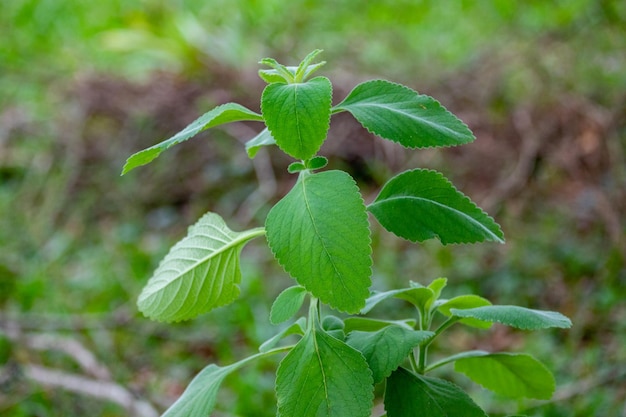 Zbliżenie na roślinę z zielonymi liśćmi i napisem „jabłko” na górze.