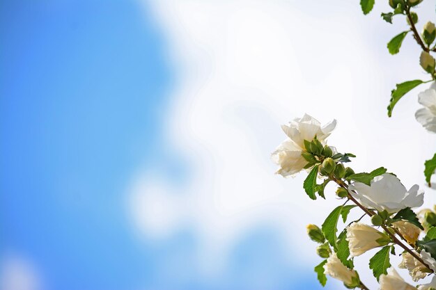 Zbliżenie na rośliny figowe pod błękitnym niebem