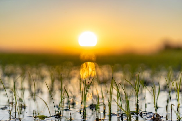 Zbliżenie na rosnące pola ryżowe podczas zachodu słońca w parku przyrody Albufera, Walencja, Hiszpania.