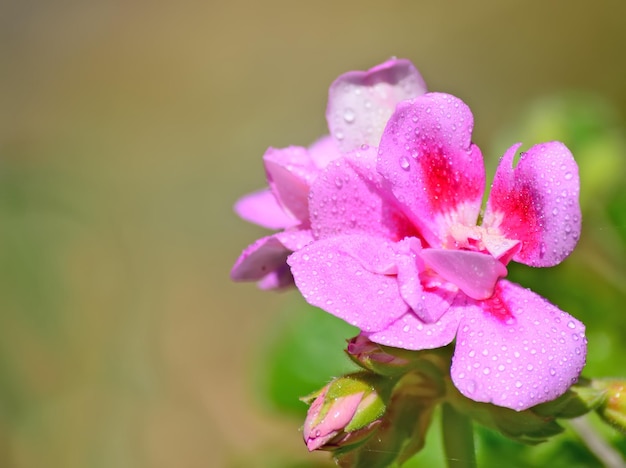 Zbliżenie na różową pelargonię w zielonym parku