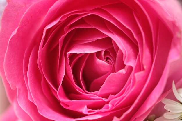 Zbliżenie na różową różę z napisem wzrosła