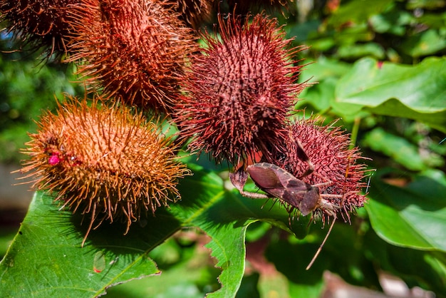 Zbliżenie Na Ruits Annatto Urucum