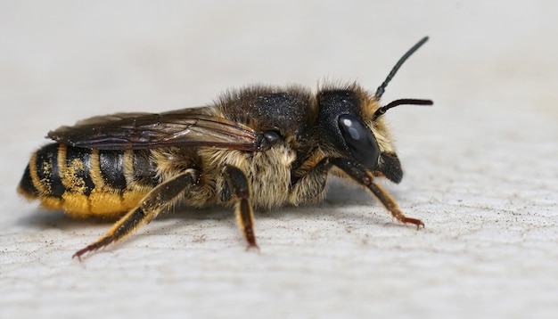 Zbliżenie na samicę pszczoły pasiastej, Megachile ericetorum odpoczywa o