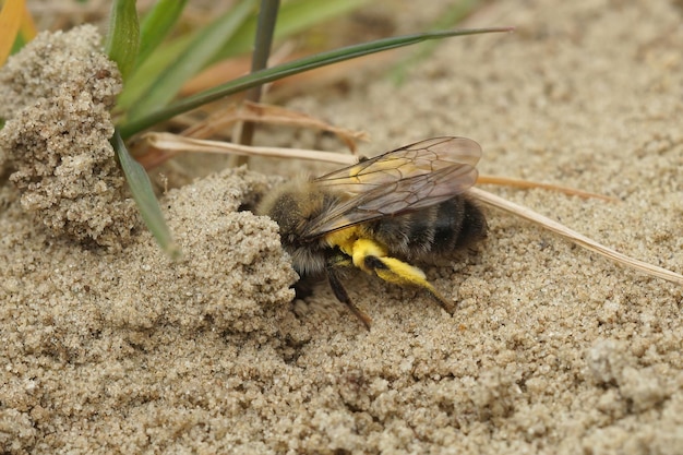 Zbliżenie na samicę pszczoły wydobywczej wczesnego świtu, Andrena nycthemera, wchodzącą do jej podziemnego gniazda z pyłkiem