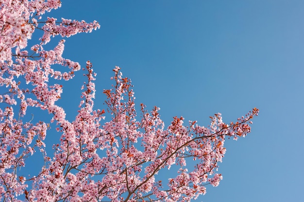 Zbliżenie na szczycie drzewa różowy kwiat wiśni w tle słonecznego błękitnego nieba wiosennego kwitnienia. Wiosna