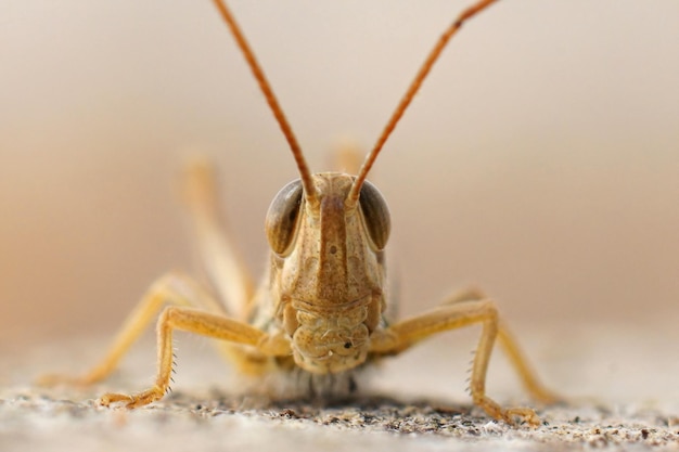 Zbliżenie na twarz Euchorthippus elegantulus, łąka z Jersey