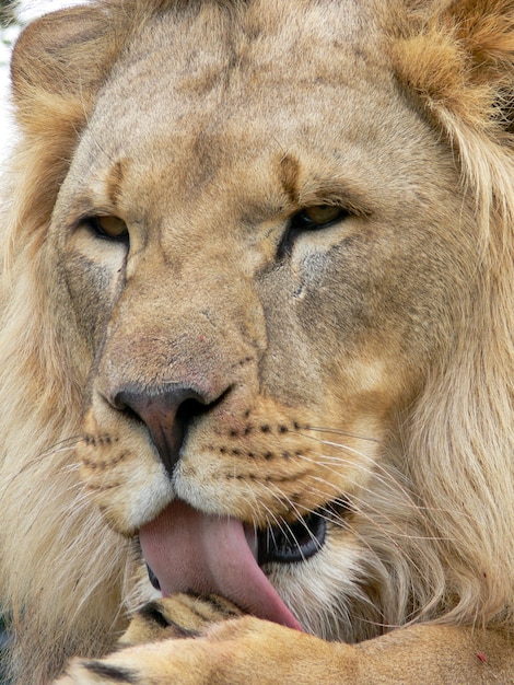 Zbliżenie na twarz samca lwa