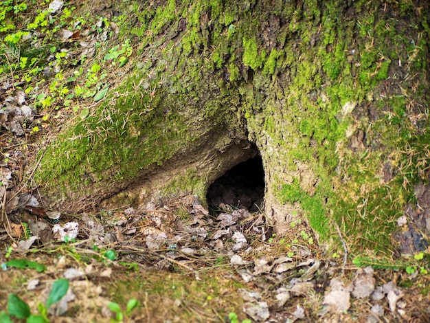 Zbliżenie Na Wejście Do Nory Znajdującej Się Pod Drzewem