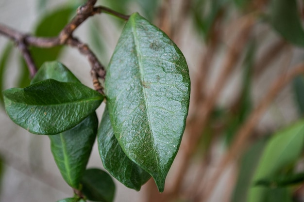 Zbliżenie na wielobarwne zielone liście na roślinach doniczkowych