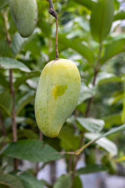 Zbliżenie Na Wiszące Dojrzałe żółte Mango Na Drzewie