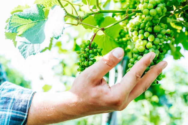 Zbliżenie na wybiórcze skupienie na dłoniach mężczyzny rolników badających kiść zielonych winogron w gospodarstwie rolnym...