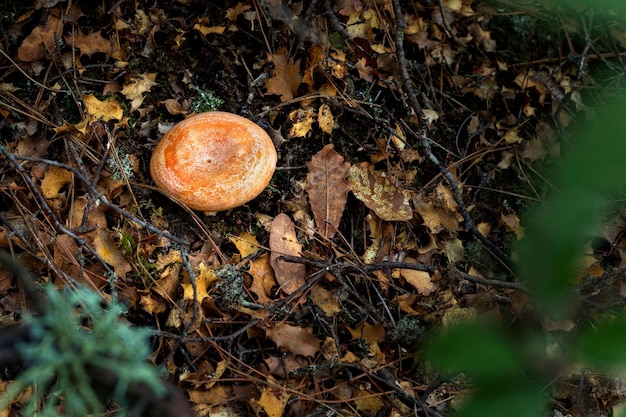 Zbliżenie na zdjęcie lactarius deliciosus Mleko cap grzyb