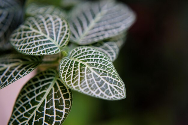 Zdjęcie zbliżenie na zdjęcie rośliny nerwowej