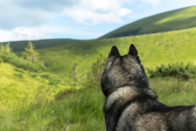 Zbliżenie na zdjęcie szarego i białego psa husky syberyjskiego na zielonym tle przyrody