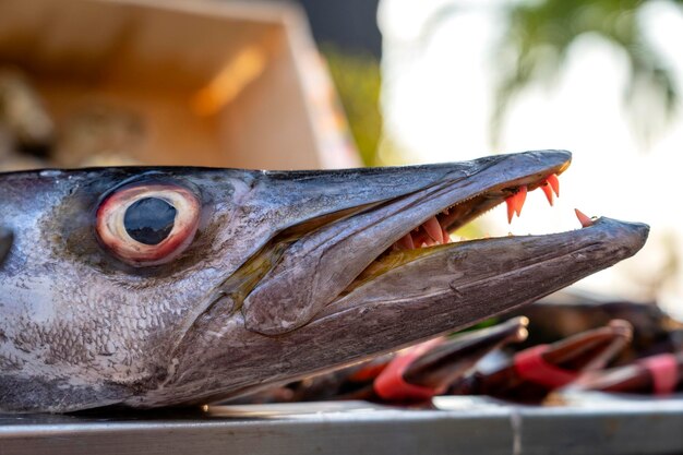 Zbliżenie na zęby barakudy Morska świeża ryba barakuda na targu żywności ulicznej w Tajlandii Koncepcja owoców morza Surowa barakuda do gotowania