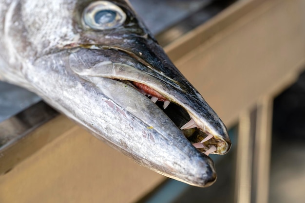 Zbliżenie na zęby barakudy Morska świeża ryba barakuda na ulicznym targu spożywczym Koncepcja owoców morza Surowa barakuda do gotowania