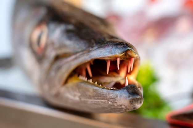 Zbliżenie na zęby barakudy. Morze świeże barakuda ryb na targu żywności ulicy w Tajlandii. Koncepcja owoców morza. Surowa barakuda do gotowania