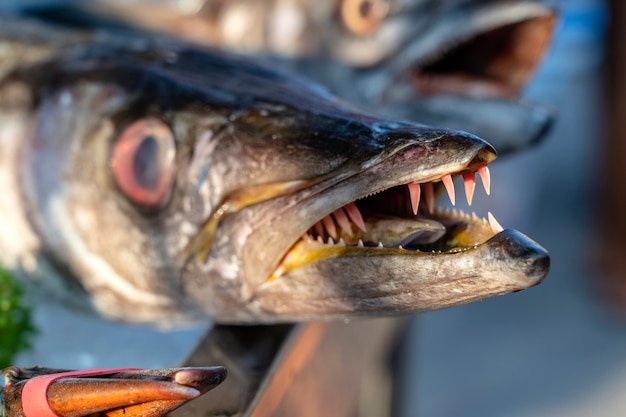 Zbliżenie na zęby barakudy. Morze świeże barakuda ryb na targu żywności ulicy w Tajlandii. Koncepcja owoców morza. Surowa barakuda do gotowania