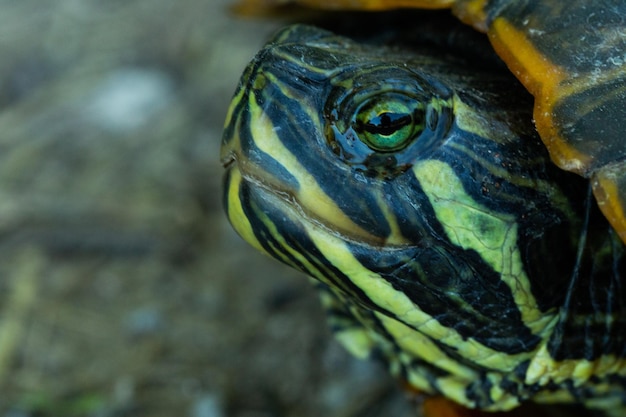 Zbliżenie na zieloną głowę z liniami żółwia olbrzymiego z rozmytym tłem