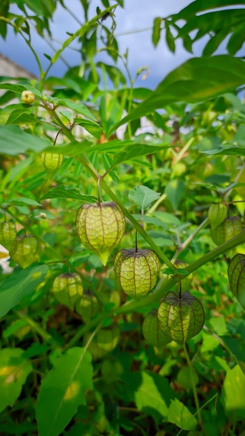 Zbliżenie na zieloną Physalis peruviana roślinę z owocami