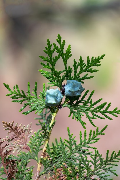 Zbliżenie na zielone liście drzewa Thuja na naturalnym tle