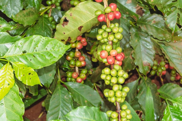 Zbliżenie na zielone żółte i czerwone jagody kawy na drzewie kawowym w gospodarstwie Uprawa przemysłu kawowego