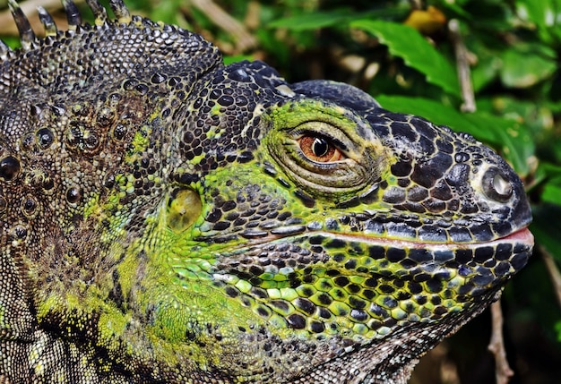 Zbliżenie na zielony Iguana