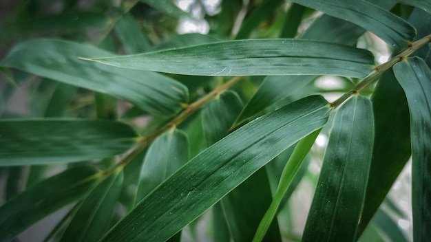 Zbliżenie na zielony liść z napisem bambusa
