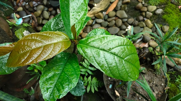 Zdjęcie zbliżenie na zielony liść ze słowem „liść”.