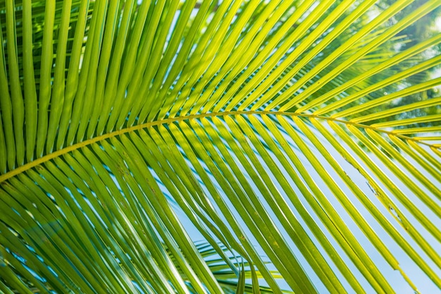 Zbliżenie natura widok liści palmowych tekstury tła Naturalny słoneczny relaksujący tropikalny wzór