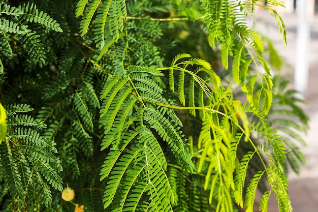 Zbliżenie Natura Widok Zielony Liść W Ogrodzie. Naturalny Krajobraz Zielonych Roślin Za Pomocą Koncepcji Tła Lub Tapety. Mimosa Pudica Wrażliwa Roślina.