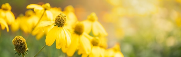 Zbliżenie natura żółty kwiat na niewyraźne zielone tło pod światłem słonecznym.