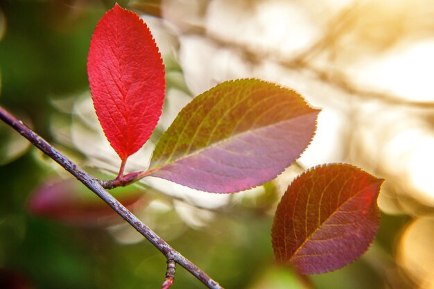 Zbliżenie naturalne jesień widok czerwony pomarańczowy liść blask w słońcu na niewyraźne zielone tło w ogrodzie lub parku. Inspirująca natura tapeta z października lub września. Zmiana koncepcji pór roku.