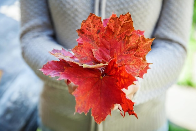 Zbliżenie Naturalne Jesień Widok Kobieta Ręce Trzymając Czerwony Pomarańczowy Klon Liście Na Tle Parku Inspirująca Natura Października Lub Września Tapety Zmiana Koncepcji Pór Roku