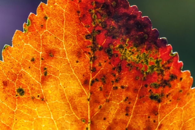 Zbliżenie naturalny jesień jesień widok makro czerwony pomarańczowy liść blask w słońcu na niewyraźne zielone tło w ogrodzie lub parku Inspirująca natura tapeta października lub września Zmiana koncepcji pór roku