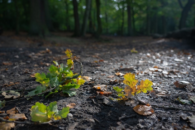 Zbliżenie naturalny widok opadłych liści jesienią lub jesienią