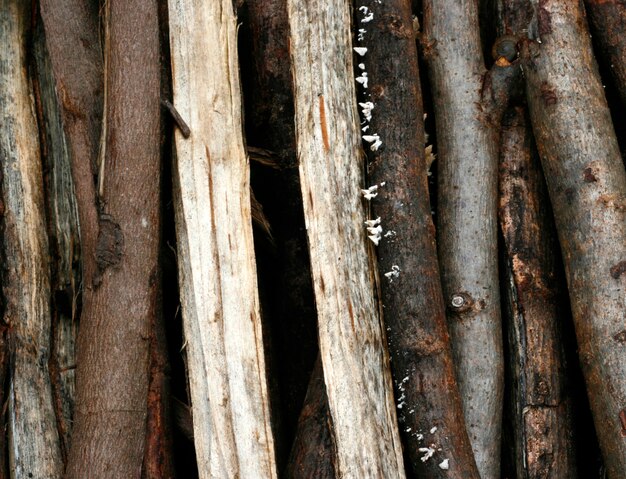 Zbliżenie natury tekstura eukaliptusowy drewno