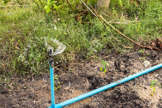 Zbliżenie Nawadnianie Zraszaczy Podlewanie Z Niebieskiej Rury W Gospodarstwie