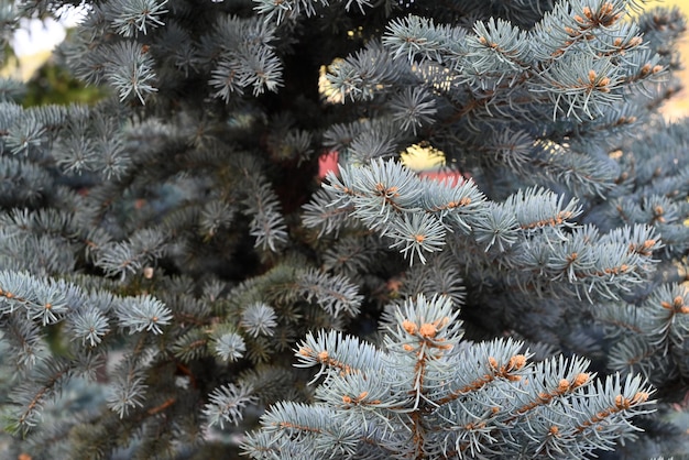 Zbliżenie niebieskich igieł sosnowych