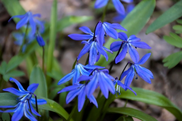 Zdjęcie zbliżenie niebieskich kwiatów